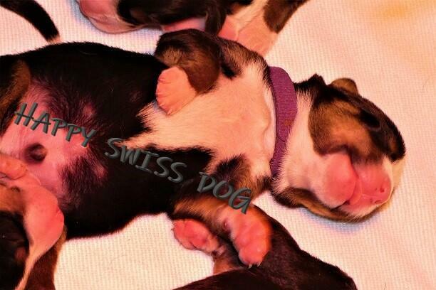 Duży Szwajcarski Pies Pasterski cudowni rodzice szczeniaki