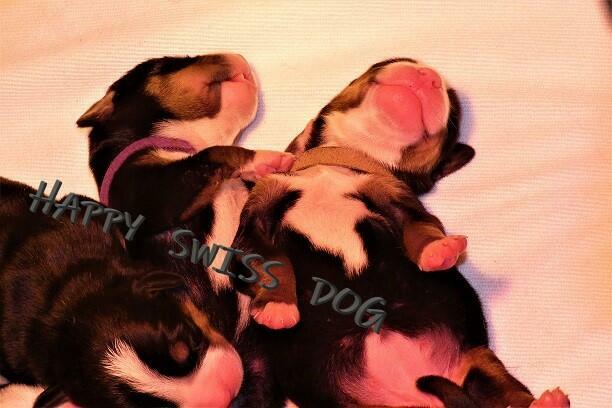 Duży Szwajcarski Pies Pasterski cudowni rodzice szczeniaki