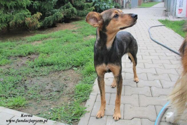 Korna - wylękniona suczka