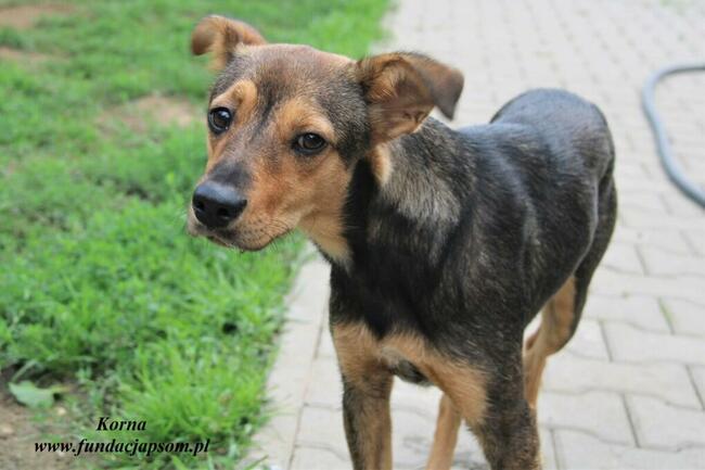 Korna - wylękniona suczka