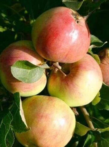 Jabłoń kolumnowa POLKA - soczyste, aromatyczne owoce