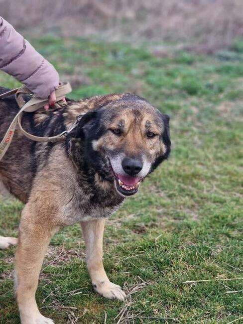 Alarm!! Marcelek to kochany pies z Bułgarii Lwie Serce