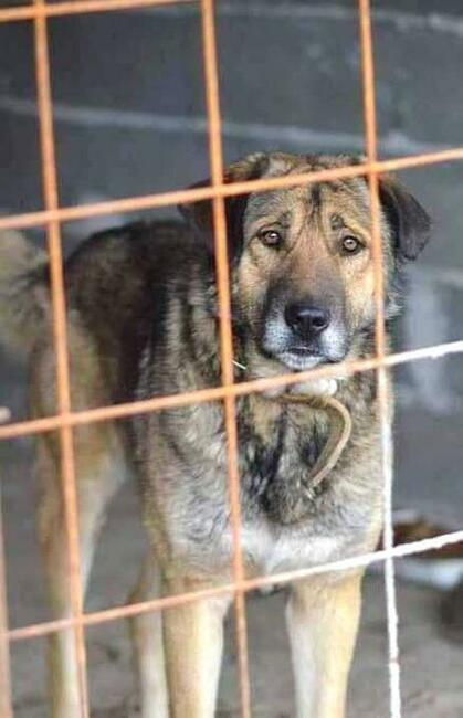 Alarm!! Marcelek to kochany pies z Bułgarii Lwie Serce