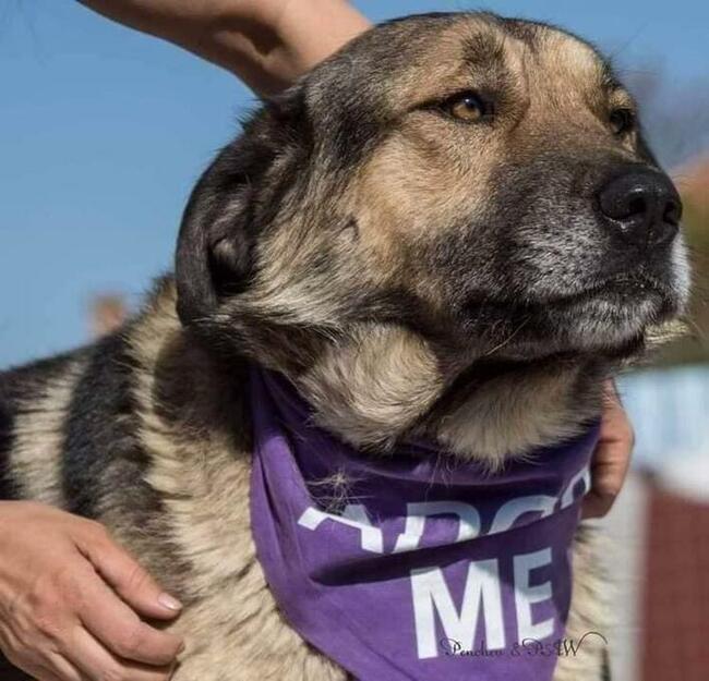 Alarm!! Marcelek to kochany pies z Bułgarii Lwie Serce