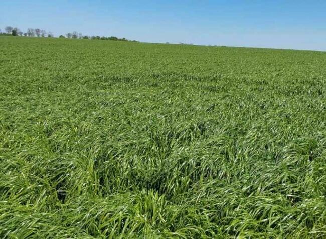 DSV Terralife Mieszanka Gorzowska poplonowa ozima worek 25kg