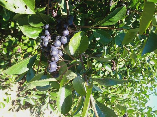 Sprzedam owoce aronii