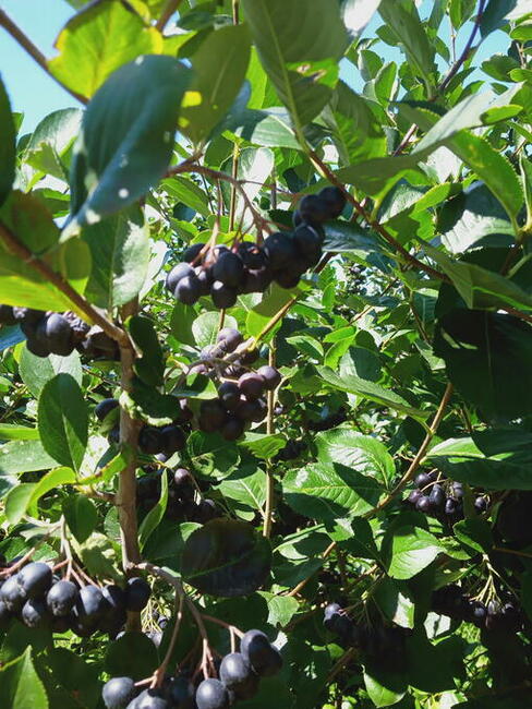 Sprzedam owoce aronii