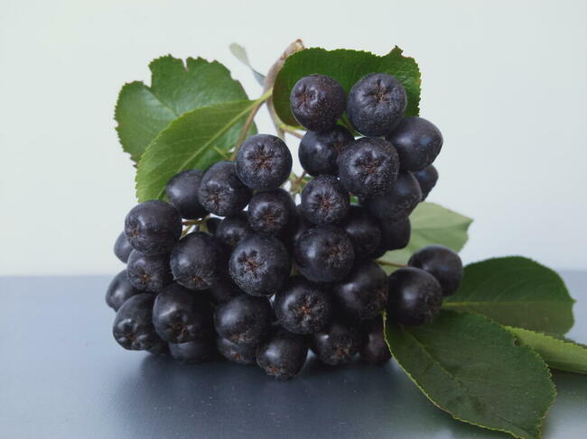 Sprzedam owoce aronii