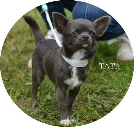 malutka śliczna suczka chihuahua z rodowodem