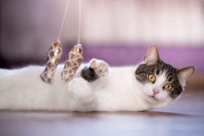 Lucjan - przyjazny, miziasty kotek szuka domu!