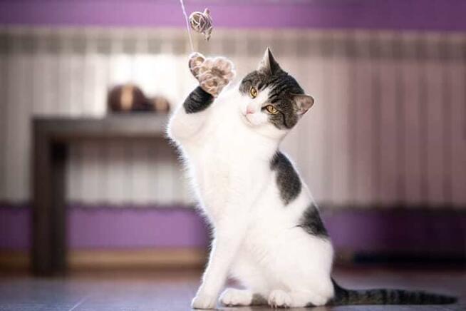 Lucjan - przyjazny, miziasty kotek szuka domu!