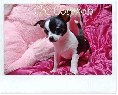 malutka śliczna suczka chihuahua z rodowodem