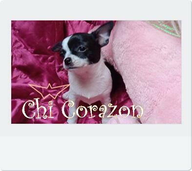 malutka śliczna suczka chihuahua z rodowodem