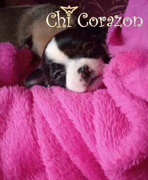 malutka śliczna suczka chihuahua z rodowodem