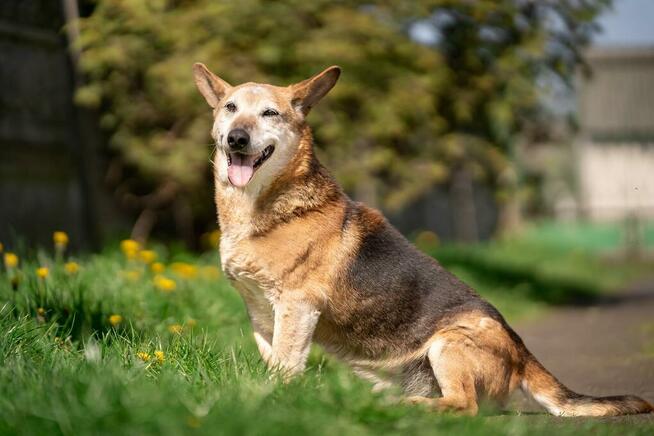 Artysta - kochany, wesoły psi senior do pokochania!