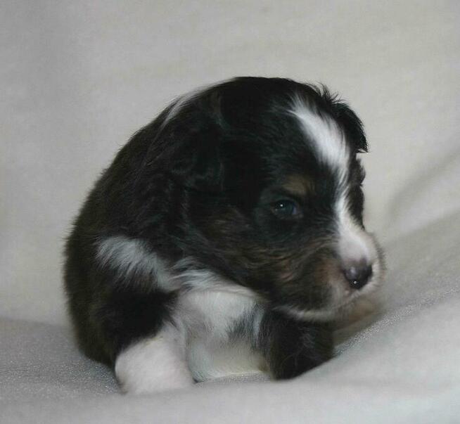 Szczenięta Owczarek Szetlandzki ZKWP/FCI