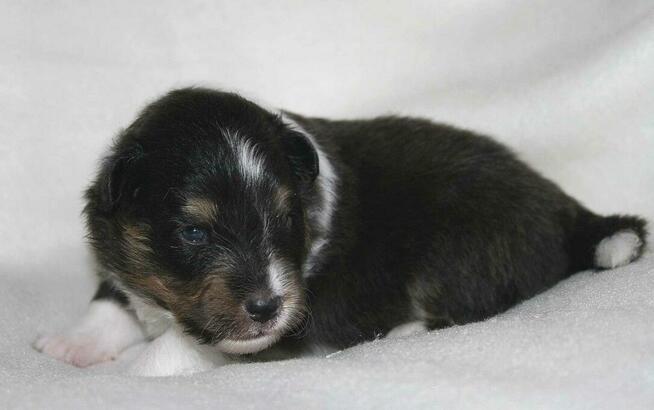 Szczenięta Owczarek Szetlandzki ZKWP/FCI