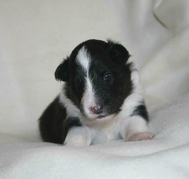 Szczenięta Owczarek Szetlandzki ZKWP/FCI