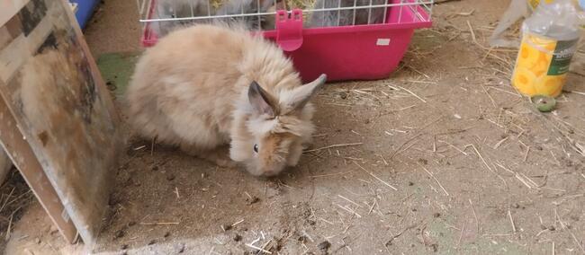 Oddam pilnie Ewa Praga pn