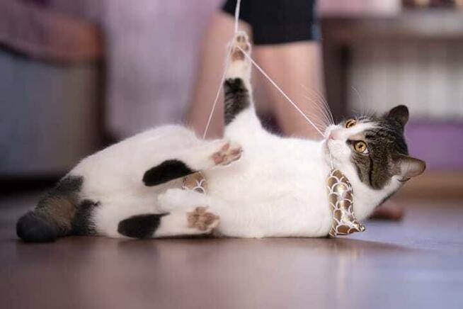 Lucjan - przyjazny, miziasty kotek szuka domu!