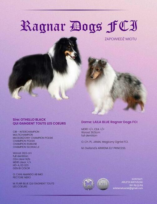 Szczenięta Owczarek Szetlandzki ZKWP/FCI