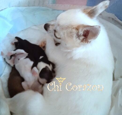 malutka śliczna suczka chihuahua z rodowodem