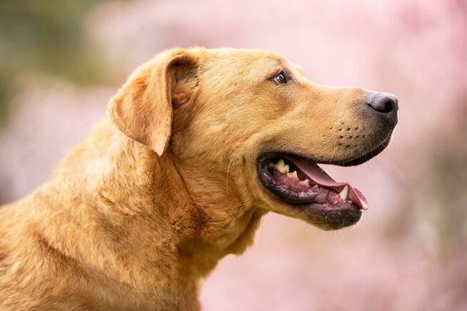 Bulik - młody bullowaty psiak szuka domu!