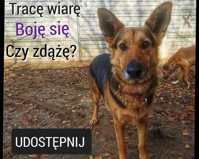 Rózia piekna sunia z Radys zapomniana przez świat czeka