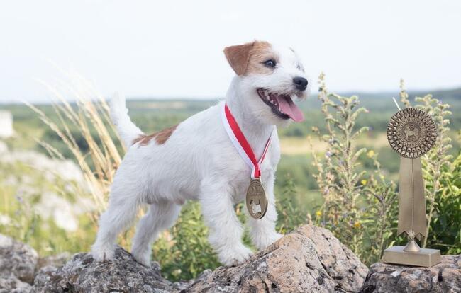 Szczenięta z metryką ZKwP/FCI Jack Russell Terrier Warszawa