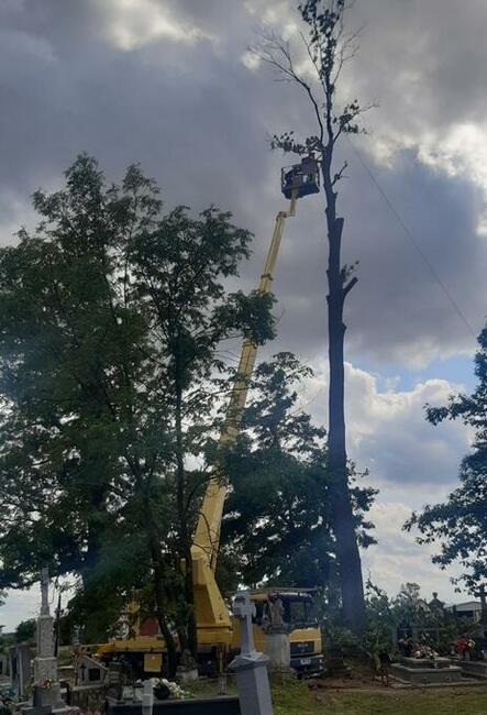 Wycinka drzew - Ścinka drzew - Drzewa trudne