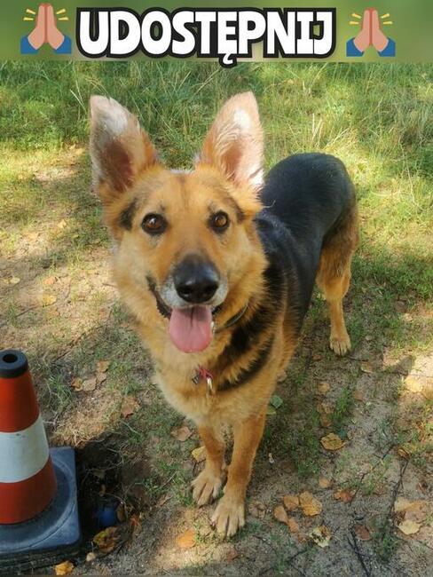 Rózia piekna sunia z Radys zapomniana przez świat czeka