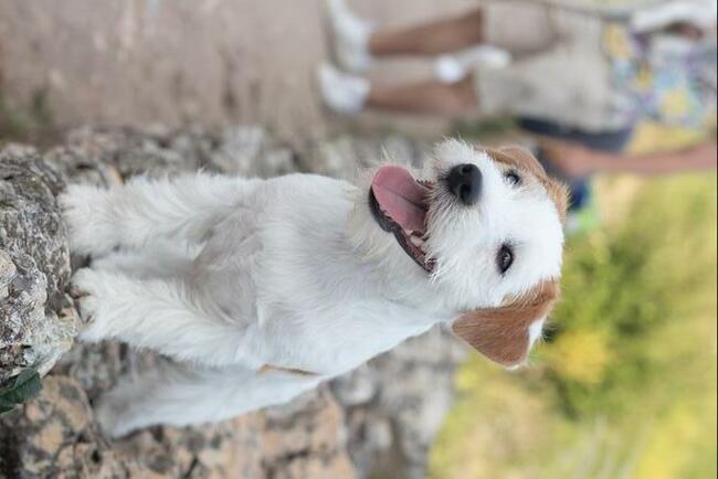 Szczenięta z metryką ZKwP/FCI Jack Russell Terrier Warszawa