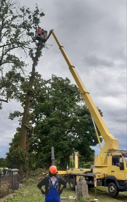 Wycinka drzew - Ścinka drzew - Drzewa trudne