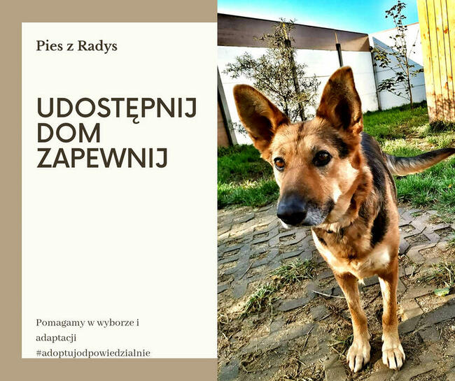 Rózia piekna sunia z Radys zapomniana przez świat czeka