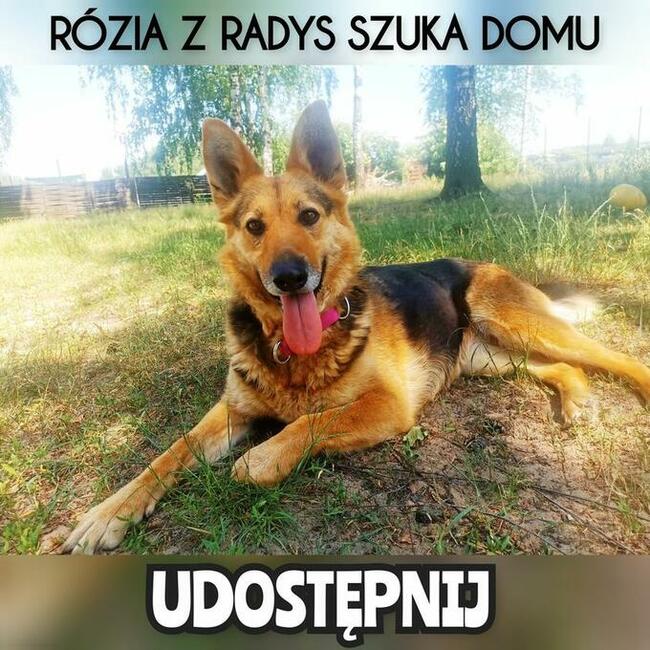 Rózia piekna sunia z Radys zapomniana przez świat czeka