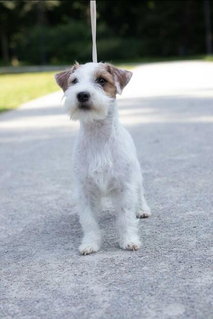Szczenięta z metryką ZKwP/FCI Jack Russell Terrier Warszawa