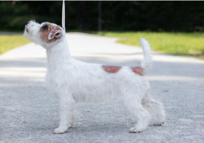 Szczenięta z metryką ZKwP/FCI Jack Russell Terrier Warszawa