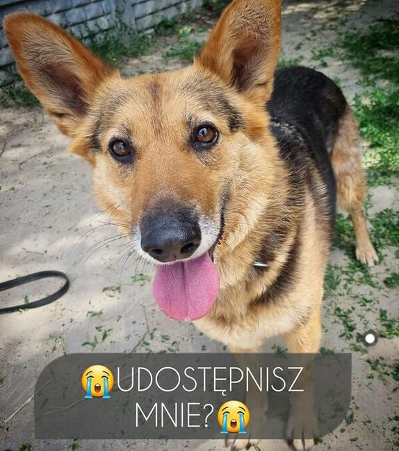 Rózia piekna sunia z Radys zapomniana przez świat czeka