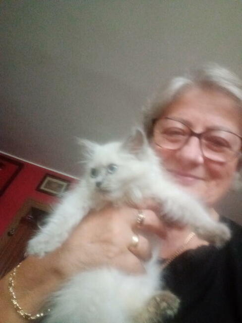 Piękne kocięta Ragdoll