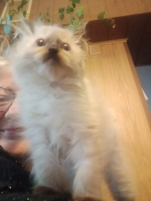 Piękne kocięta Ragdoll