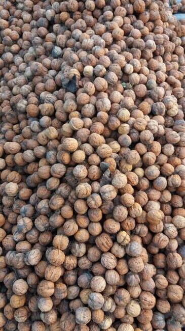 Orzech Włoski - bardzo smaczny. Zbiór z 2023 roku