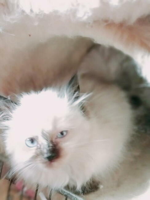 Piękne kocięta Ragdoll