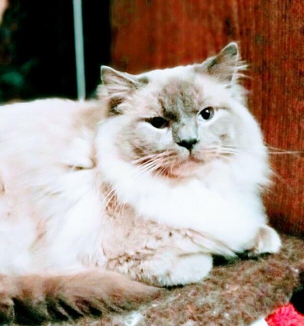 Koteczki Ragdoll bicolor hodowlane lub na kolanka