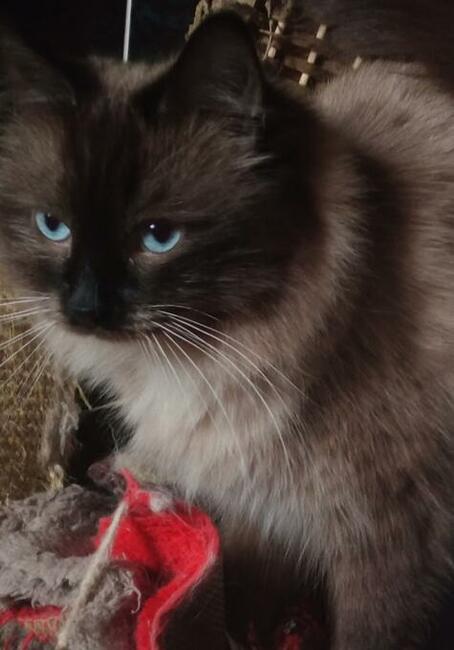 Koteczki Ragdoll bicolor hodowlane lub na kolanka