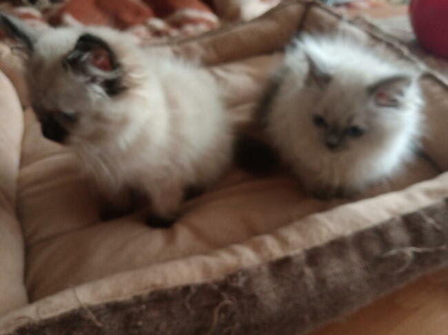 Piękna kotka Ragdoll