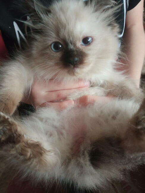 Piękna kotka Ragdoll