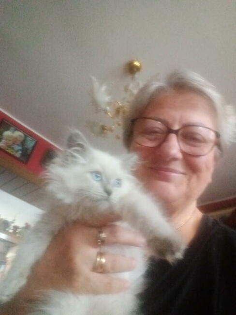 Piękna kotka Ragdoll