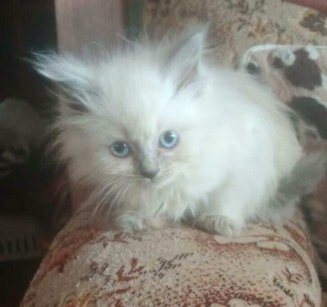 Piękne kocięta Ragdoll