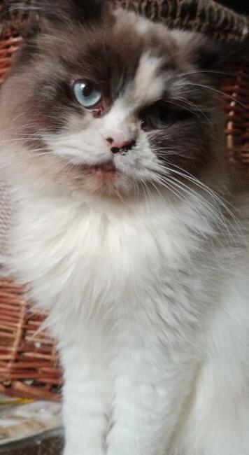 Koteczki Ragdoll bicolor hodowlane lub na kolanka