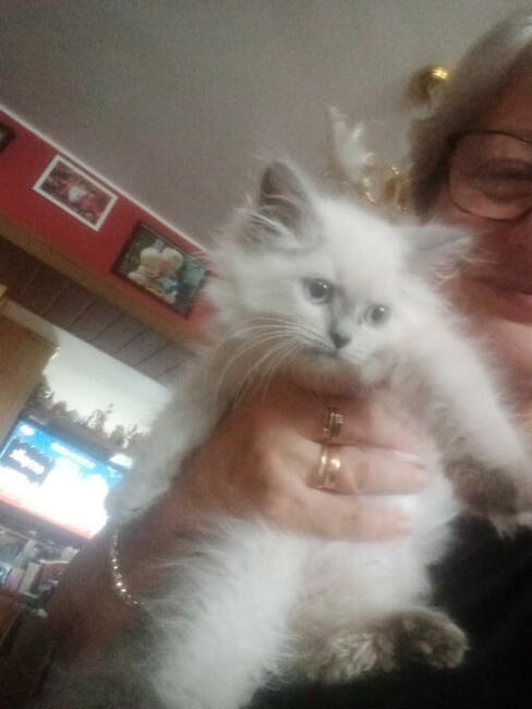 Piękne kocięta Ragdoll Rumia